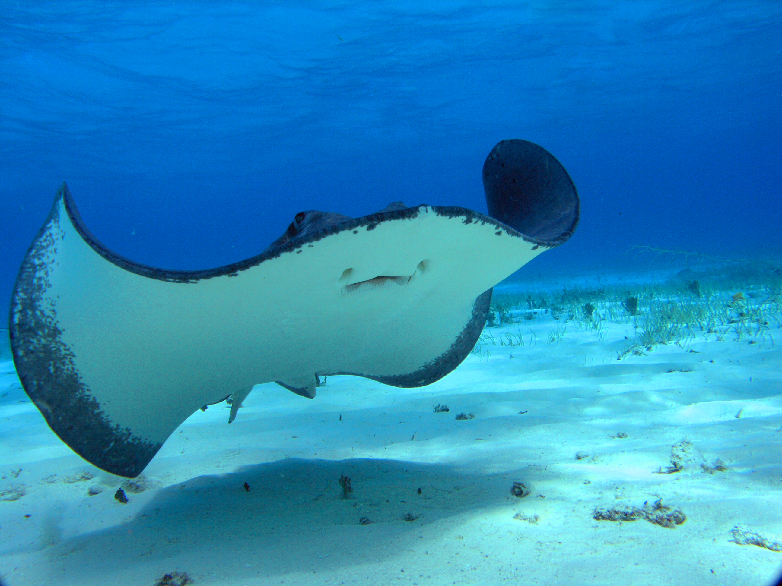 Stingray